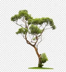 Tree Graphy Trees Green Leafed Tree Free Png Potted Palm Trees Bonsai Tree Palm Tree Background