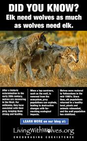 Did You Know Elk Need Wolves As Much As Wolves Need Elk Living With Wolves An ecosystem is a community of plants and animals and their surroundings.