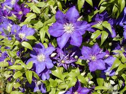 We did not find results for: Photo Clematis The President Plant Garden En Com