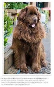 Big Fluffy Black And Brown Dog Breeds Newfoundland Brown Newfoundland Dog Dog Breeds Large Dog Breeds