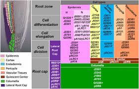 Auxin = a hormone that promotes elongation of young. The Plant Hormone Ethylene Restricts Arabidopsis Growth Via The Epidermis Pnas