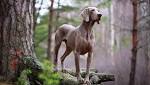 Weimaraner Puppies For Sale - AKC PuppyFinder