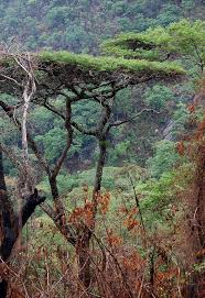 Image result for Acacia abyssinica