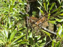 Image result for Myrica pilulifera