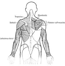Muscles of the torso posterior. Min Taking A Tour Of The Skeletal Muscles