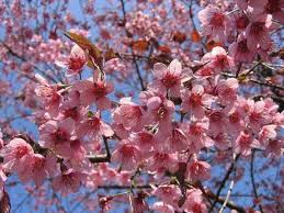 Image result for Prunus cerasoides