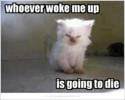 Ones that are clean and suitable for adults of both genders. Sanitaryum Clean Funny Pics Clean Humor Animal Captions Funny Animal Pictures Funny Animal Jokes