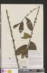 Image result for Pauridiantha dewevrei