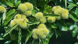 Check spelling or type a new query. Sweet Chestnut Castanea Sativa Woodland Trust