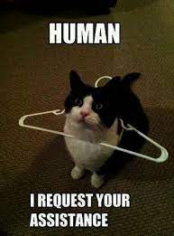 Brilliant Funny Cat Face Photoshop Funny Cat Pictures Cute Funny Animals Funny Animals