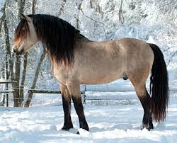 Welsh Pony Section D Welsh Cob Stallion Gallod Auryn Welsh Cob Horses Welsh Pony