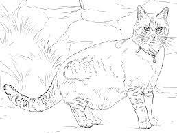 They are known for their playful nature, their loud meows and sparkling eyes as well as for being adorable playmates to their masters. Cat Coloring Pages For Adults Best Coloring Pages For Kids