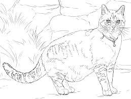 Detailed cat coloring pages for adults. Cat Coloring Pages For Adults Best Coloring Pages For Kids