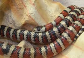 More images for arizona mountain kingsnake » Lampropeltis Pyromelana Wikipedia