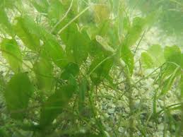 Image result for Halophila ovalis