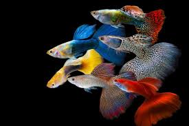 Memilih ikan hias kecil yang cantik sebagai koleksi aquarium air tawar memang sangat penting untuk anda ketahui, karena. 9 Ikan Hias Air Tawar Yang Mudah Dipelihara Cocok Buat Pemula Halaman All Kompas Com