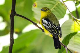 Pin On Avians