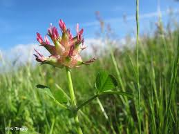 Image result for Trifolium spumosum