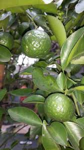 We did not find results for: Trees Home Garden Cuttings Az Buyers Only Key Lime Mexican Lime Thornless Freshly Cut 5 Bistrozdravo Com
