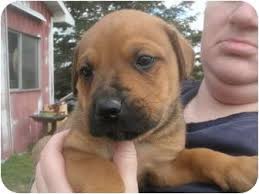 Bullmastiffs should be kept lean, especially as puppies, as they grow very rapidly, which can tax their systems. Howell Mi Rottweiler Meet Buster A Pet For Adoption