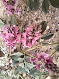 Image result for Geigeria burkei