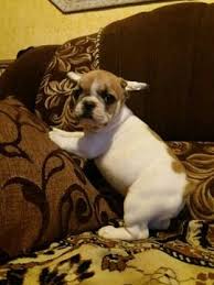 There are ten pictures of her please call or text using my phone. Litter Of 2 French Bulldog Puppies For Sale In Alexandria Va Adn 58271 On Puppyfinder Com Gend Pug Puppies For Sale French Bulldog Puppies Cute Dog Wallpaper