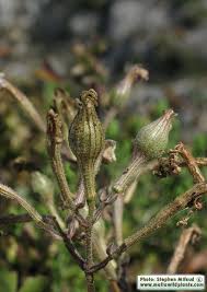 Image result for Silene burchellii