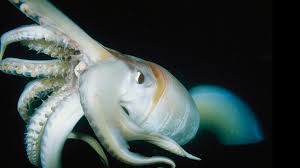 Architeuthis dux — the world's largest known squid — is surprisingly camera shy. Giant Squid