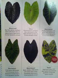 Types Of Elephant Ears Love The Mojito Southern Living July 2013 Plants Elephant Ear Plant House Plants