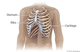 The bones of the rib cage are the sternum, the 12 thoracic vertebrae and the 12 pairs of ribs. Rib Cage Tarrant Cares Texas
