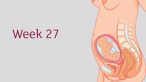 27 Weeks Pregnant All You Need To Know Tommy S