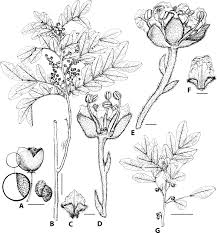 Image result for Macphersonia