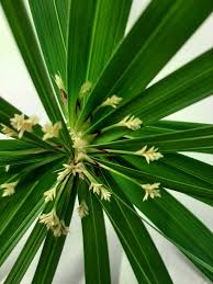 Image result for Cyperus sp.no.2