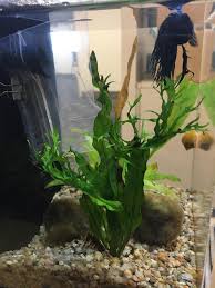 Do betta fish need a heater? Need A Way To Baffle Water Filter Too Powerful For My Betta Aquariums