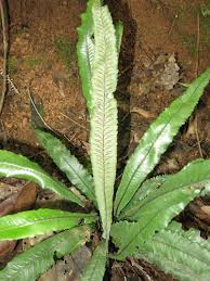 Image result for Diplazium