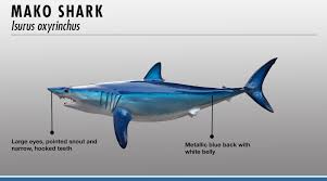 Shark Identifier Fishtrack Com