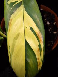 Image result for Ctenanthe marantifolia