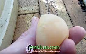 Menetaskan telur ayam dengan menggunakan alat penetas telur hanya memerlukan waktu yang cepat dan tingkat keberhasilannya juga tinggi. Beberapa Penyebab Kerabang Cangkang Telur Lembek Om Kicau