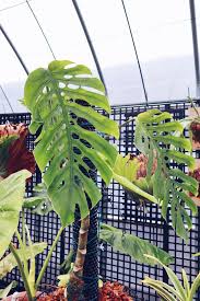 Monstera Punctulata House Plants Indoor Shade Garden Tropical Plants