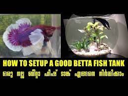 How To Make A Good Betta Fish Tank Malayalam Audio Youtube