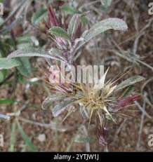 Image result for Dicoma anomala