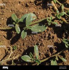 Image result for Limeum viscosum