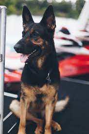 #2.vet certified weight means nothing if you can't call the vet ! Saying Goodbye To Virginia Beach Kathryn Hadel German Shepherd Puppies Dogs German Shepherd Dogs