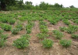 Check spelling or type a new query. Cara Dan Teknik Budidaya Tanaman Kacang Bogor Bagi Pemula Faunadanflora Com