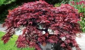 Erable Du Japon Dissectum Garnet Jardin Des Gazelles Jardinerie En Ligne Erable Du Japon Jardinerie Jardins