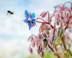 Visit the act for bees australian native bees page for guides on building your own bee hotel as well as ec., maths students will be introduced to the connection between bees, flowering plants and food geography in this lesson, students will be introduced to food security in australia and globally. How To Grow Borage