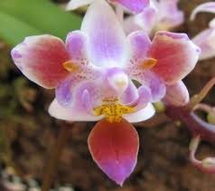 Image result for Disa equestris