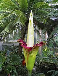 Flowers That Stink At The Us Botanical Garden Rare Flowers Corpse Flower Corpse Flower Bloom