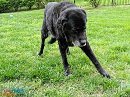 How Do You Know When It S Time To Euthanize Your Dog My Experience Personally And While Working For A Vet In 2020 Dogs Your Dog Dog Life