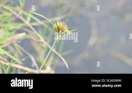 Image result for Pycreus polystachyos